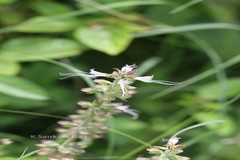 Orthosiphon aristatus